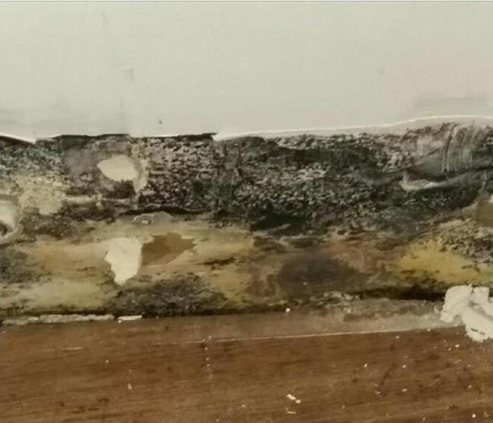 damaged wall base area with black mold
