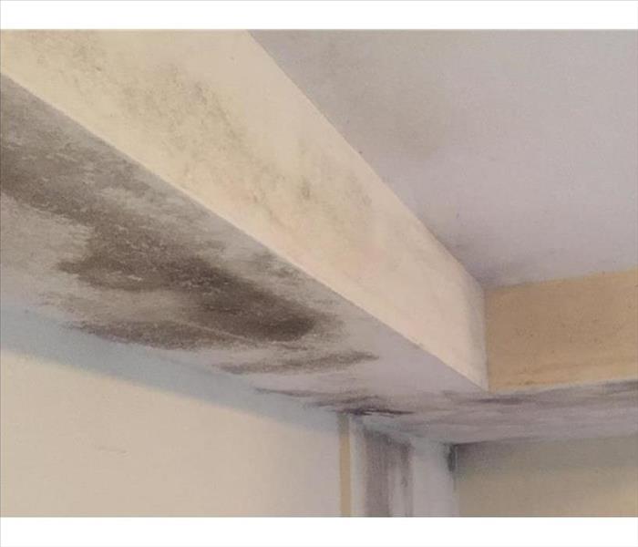 mold and water stains on ceiling