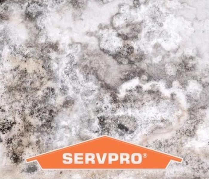 Mold with SERVPRO Logo