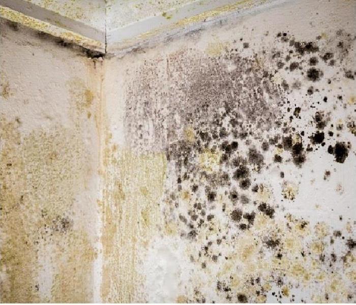 mold growing on wall and ceiling