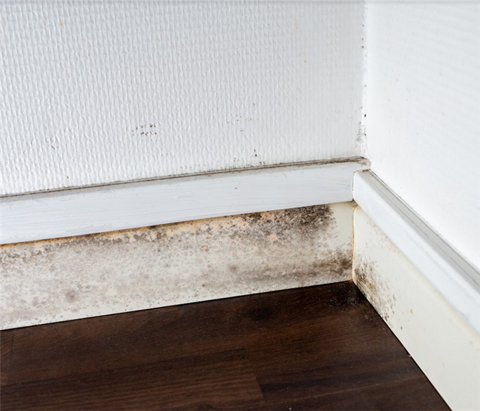 a corner that is filled with mold growing on the baseboards and walls